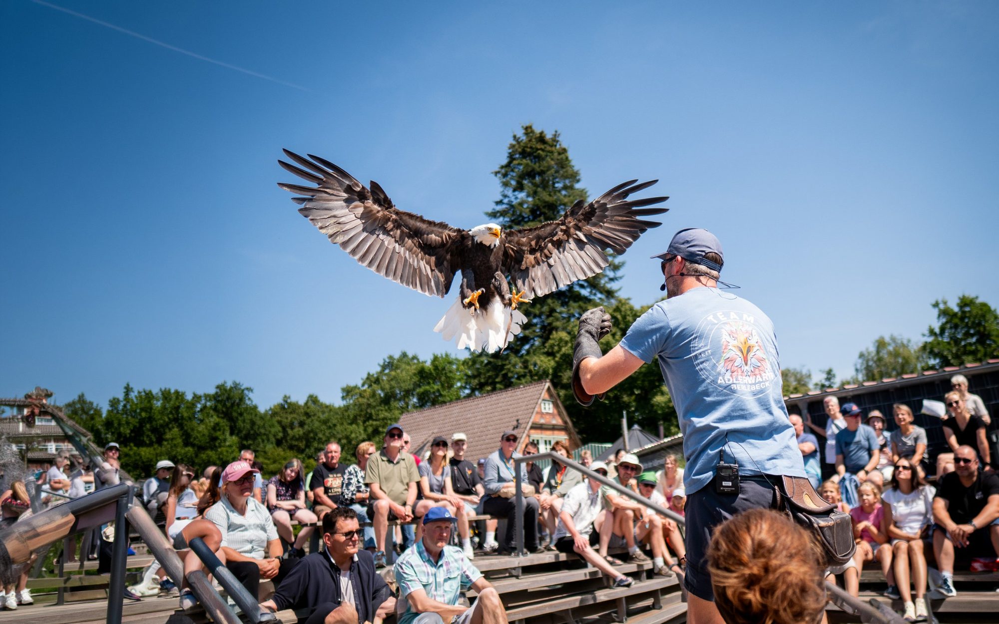 Falkner mit Adler bei der Flugshow der Adlerwarte Berlebeck